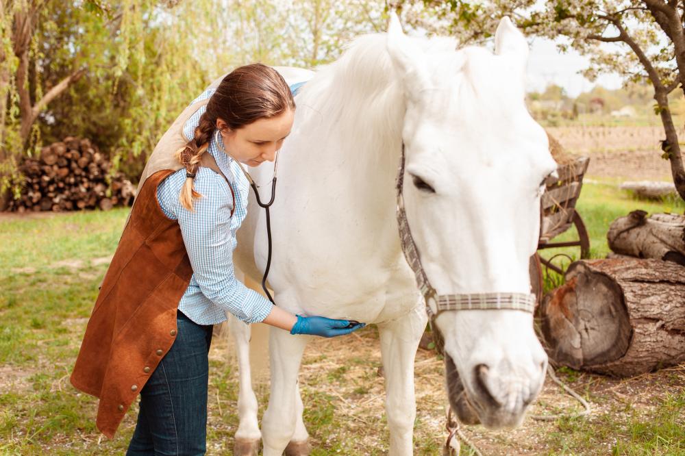 Enhancing Recovery with Equine-Assisted Activities