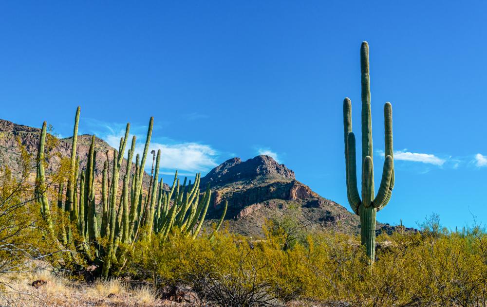 Holistic Approaches in Scottsdale