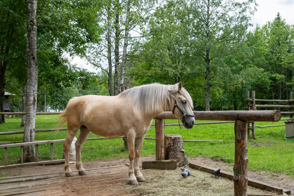 The Role of Horses in Therapy