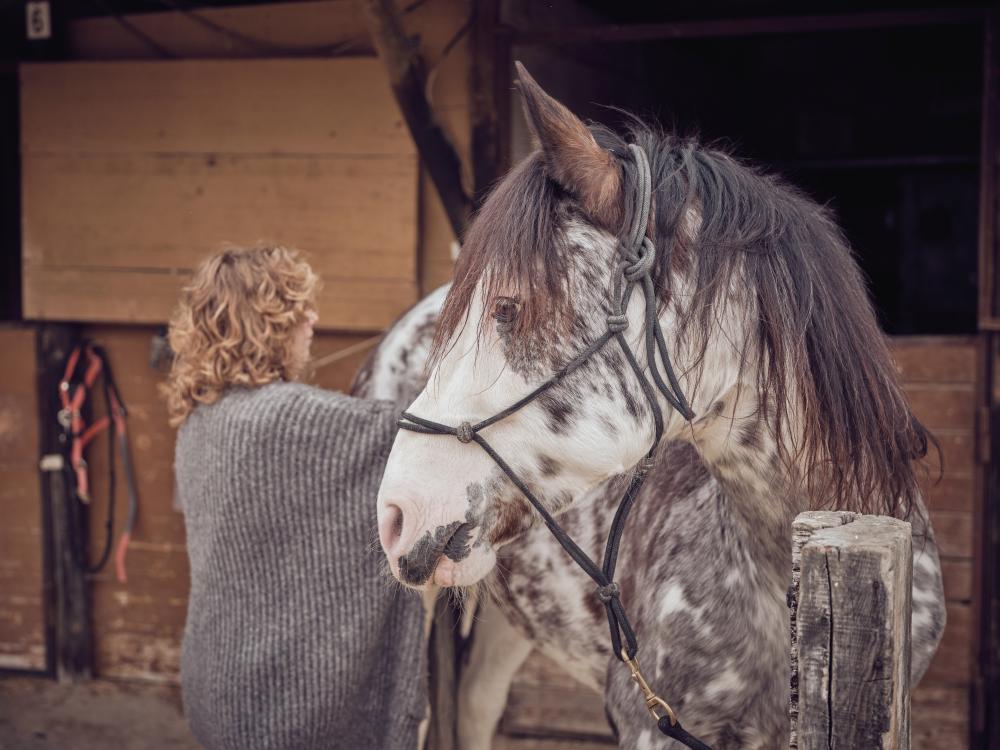 Common Questions About Residential Equine Therapy