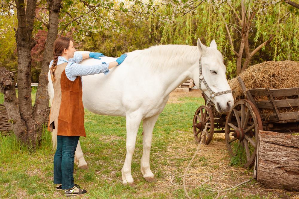 Compassionate Interaction with Horses in Equine Therapy