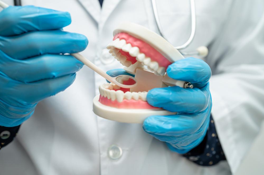 Dentist displaying a dental model for educational purposes
