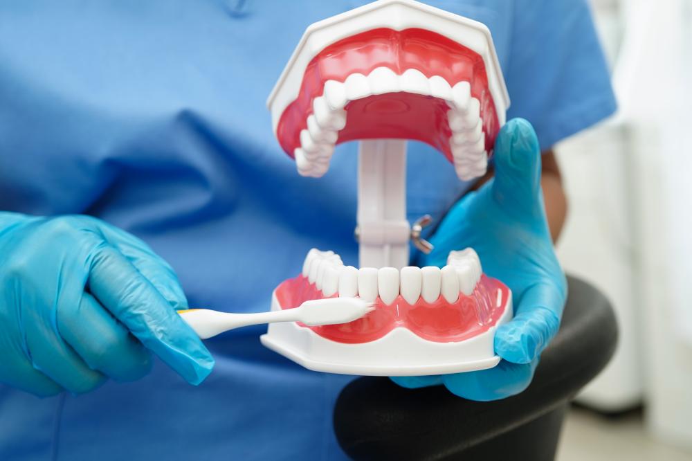 Dentist demonstrating teeth cleaning on denture model