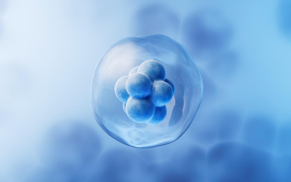 What Types of Stem Cell Therapy Are Available?