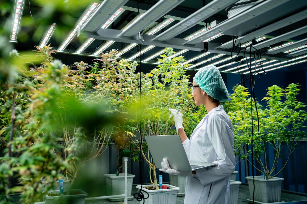 Interior of Verdi Cannabis dispensary in Chelsea, NYC