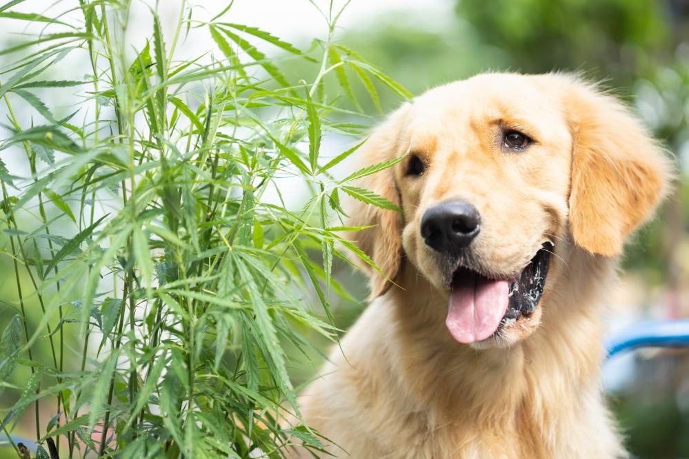 Why Choose CBD for Pets