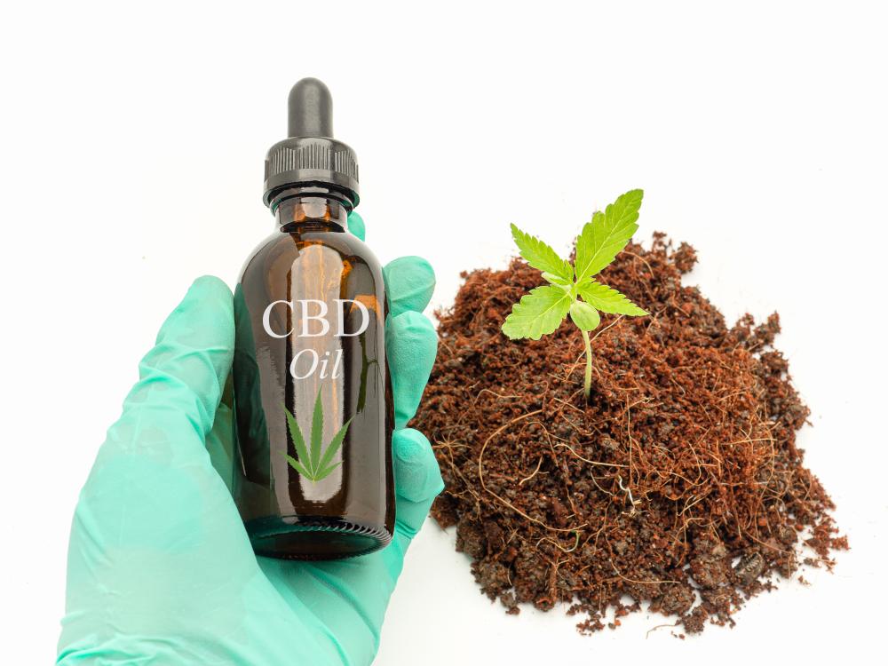 Why Choose CBD Oil in Mesa?