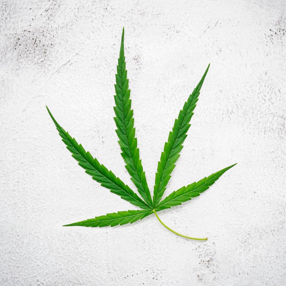 A fresh hemp leaf symbolizing cannabis education