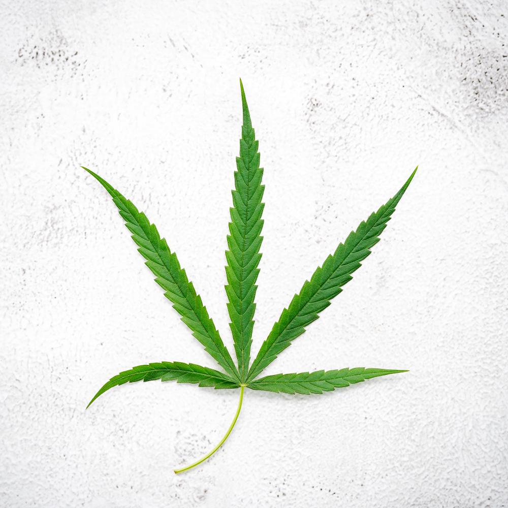 Fresh hemp leaf symbolic of Kind Goods dispensary's loyalty and community