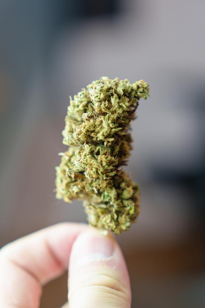 Hand holding medical marijuana blossom at Missouri Dispensary
