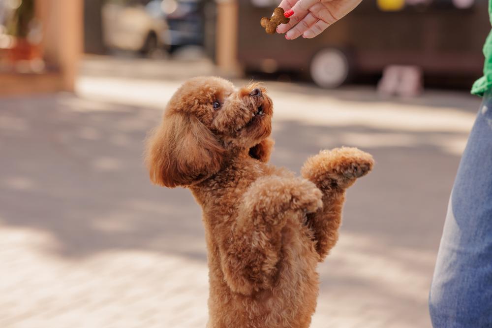 Why CBD for Dogs in Mesa?