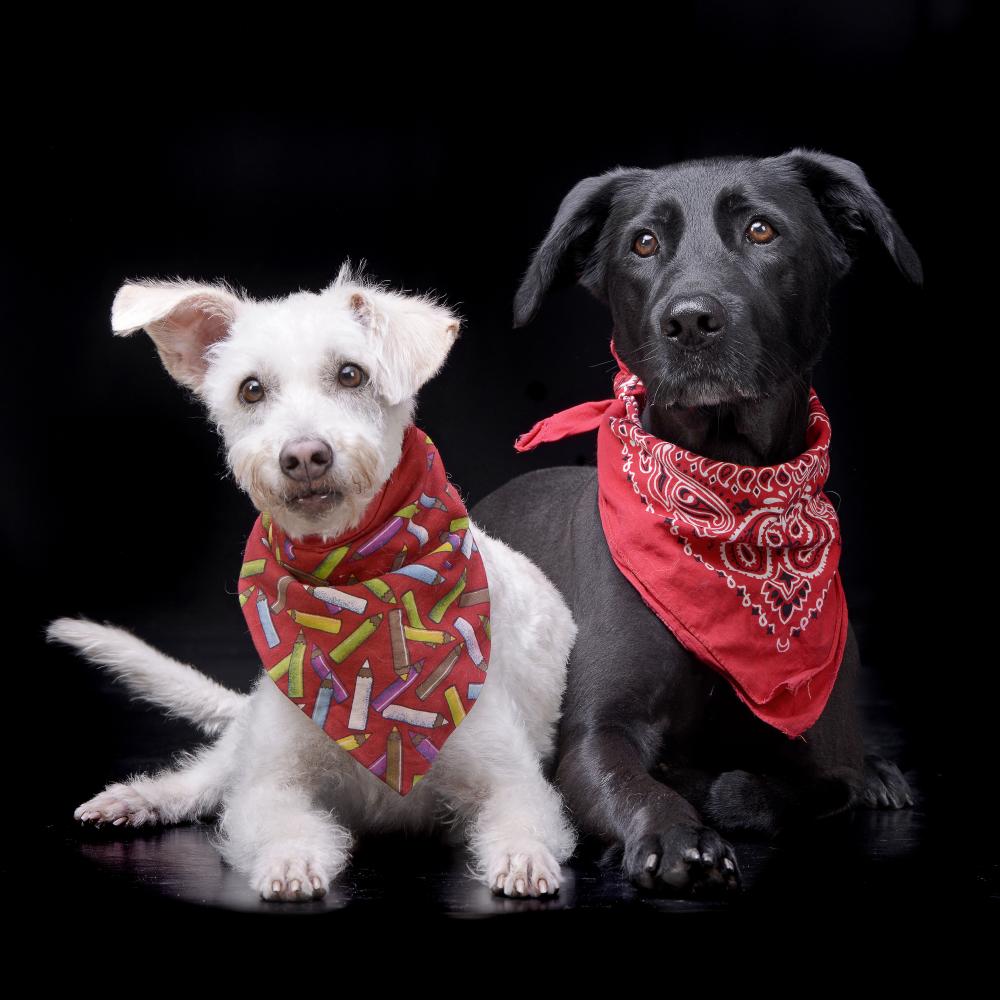 How to Administer CBD to Your Dog
