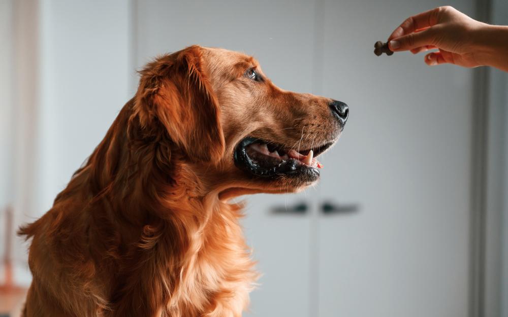 Potential Benefits of CBD for Dogs