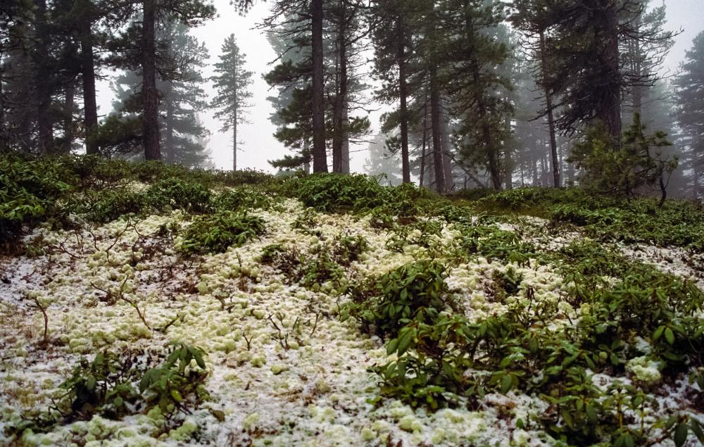 Why is Evapotranspiration California So Vital?