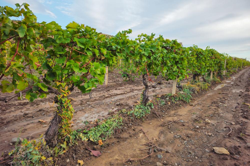 Choosing Effective Irrigation Methods