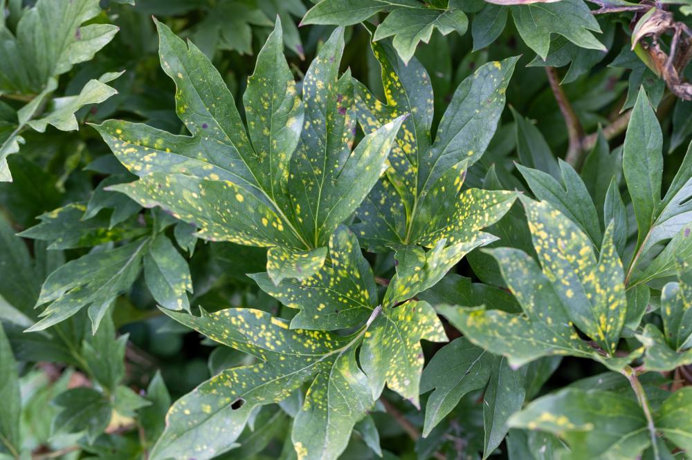 The Hidden Dangers of Chlorosis in California's Agriculture