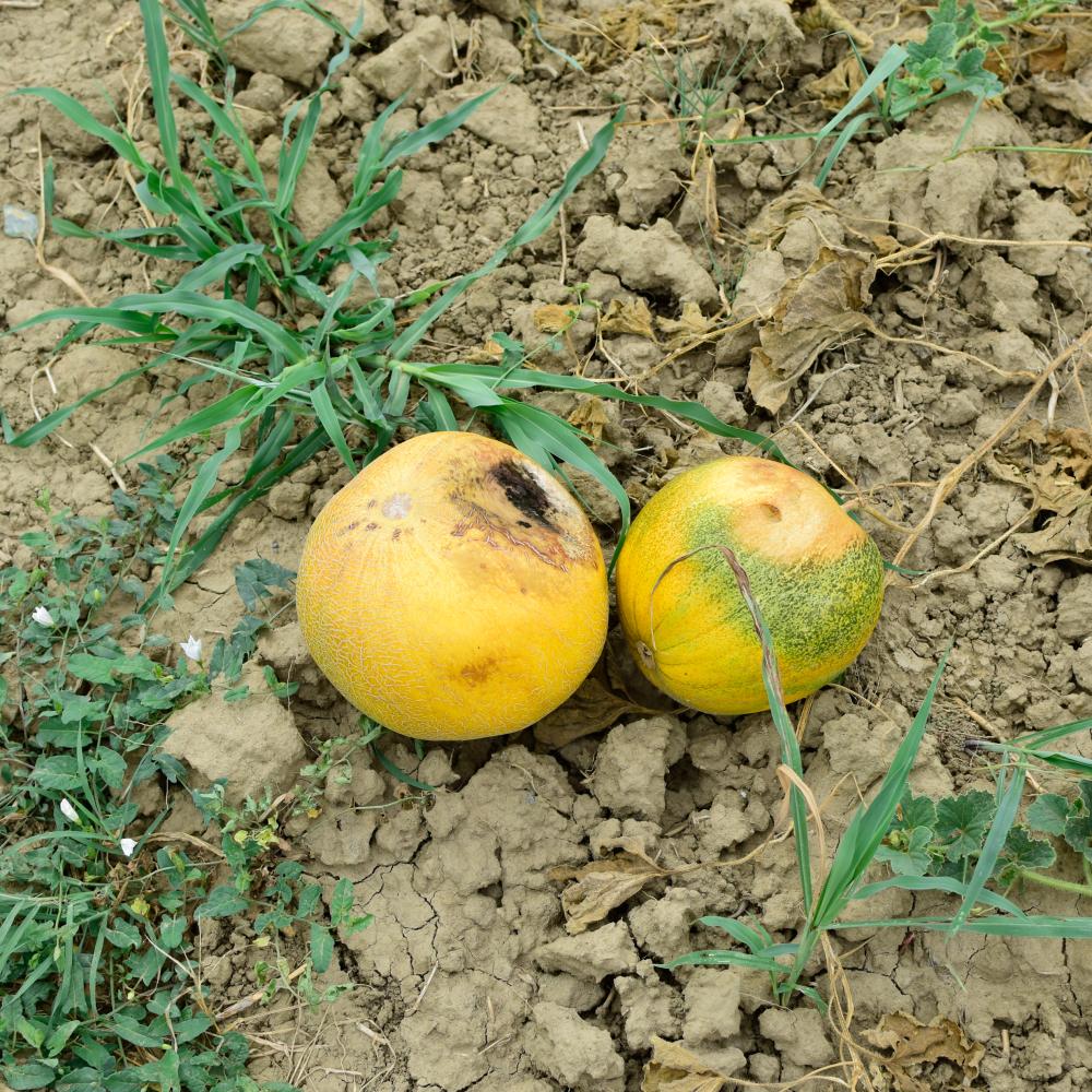 Overlooked Aspects of Anthracnose California