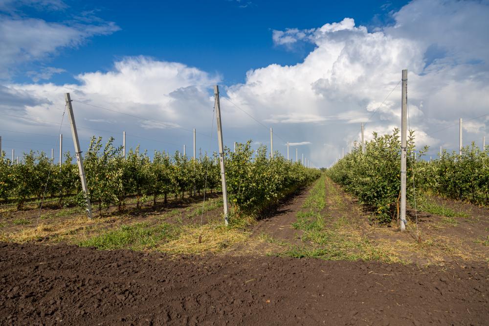 Common Mistakes in Orchard Irrigation California