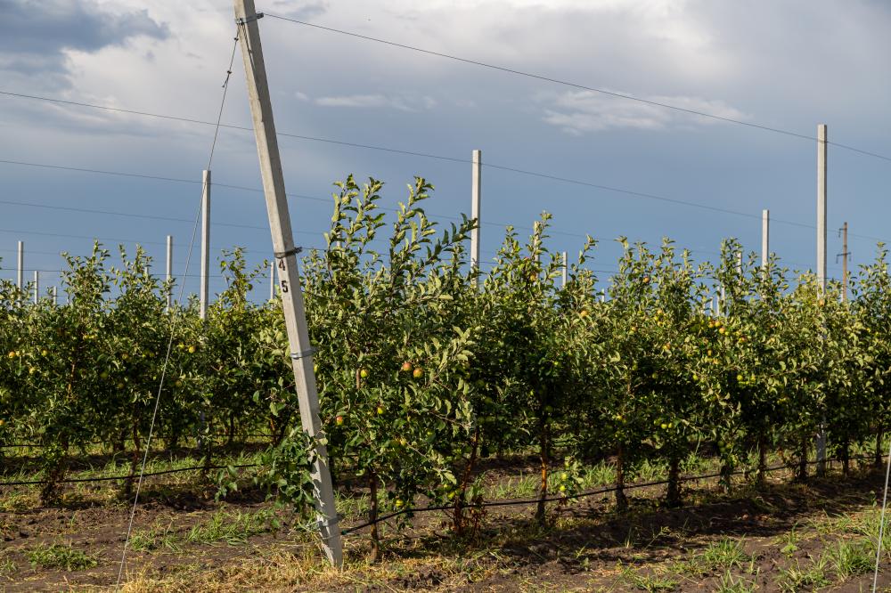 Techniques for Effective Orchard Irrigation
