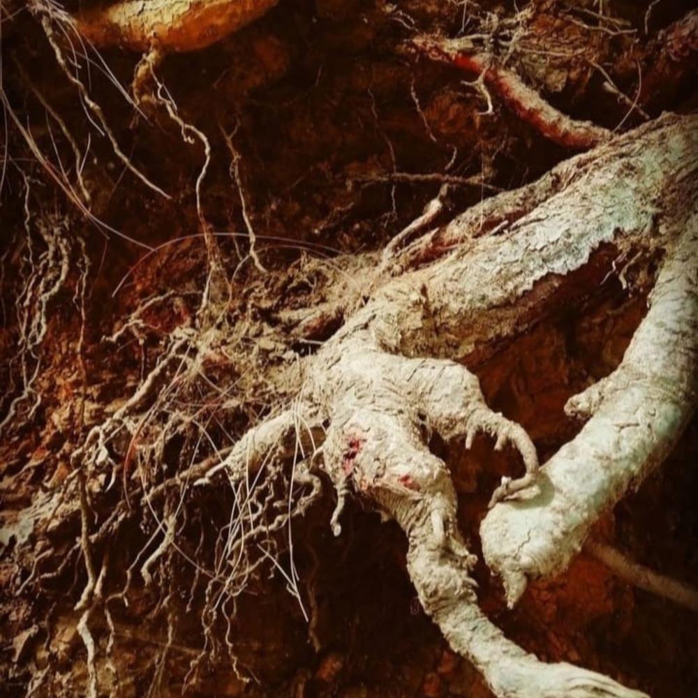 How Technology Revolutionizes Root Rot California Management