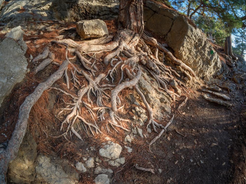 Effective Strategies to Prevent Root Rot California