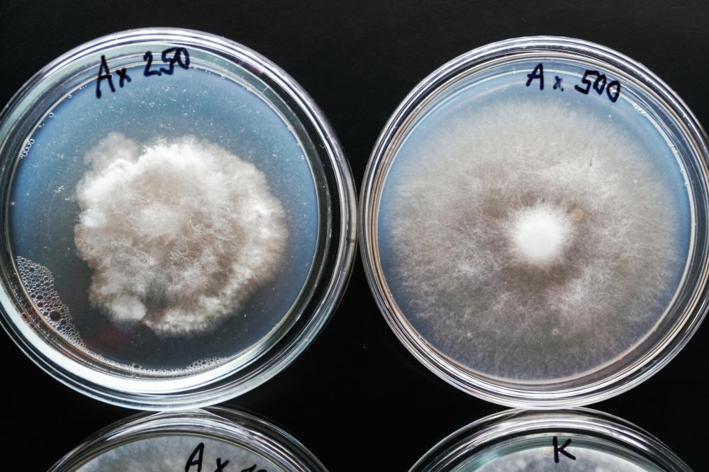 Identifying Symptoms and Signs of Rhizopus California