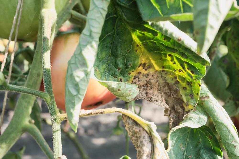 Symptoms and Diagnosis of Anthracnose California