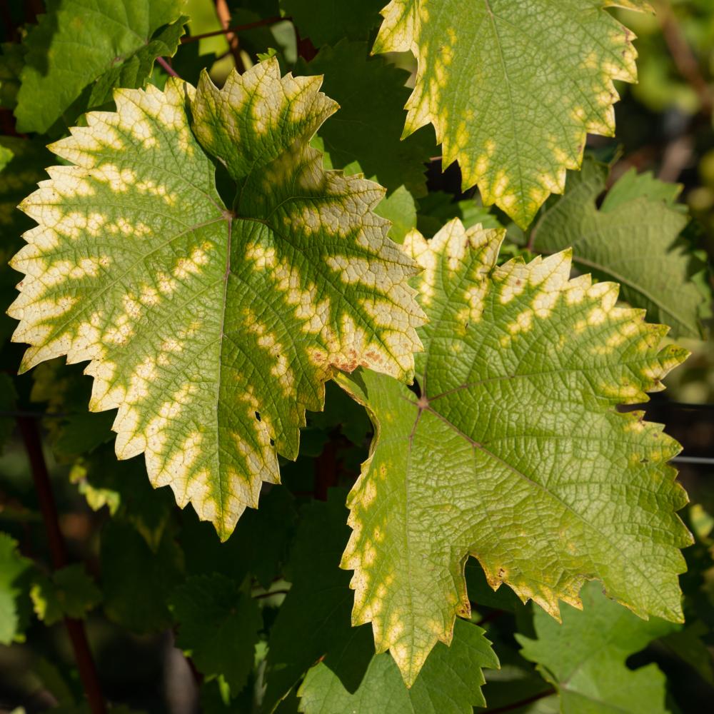 Future Perspectives on Combatting Chlorosis in California