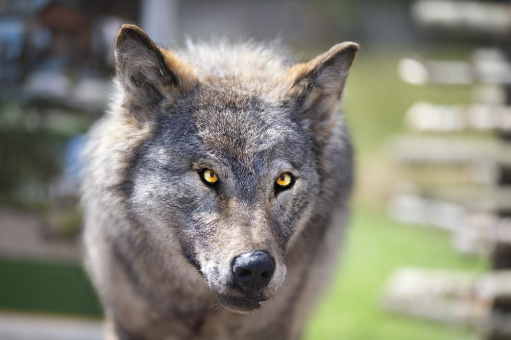 Navigating Common Challenges with Wolf Service Elizabeth