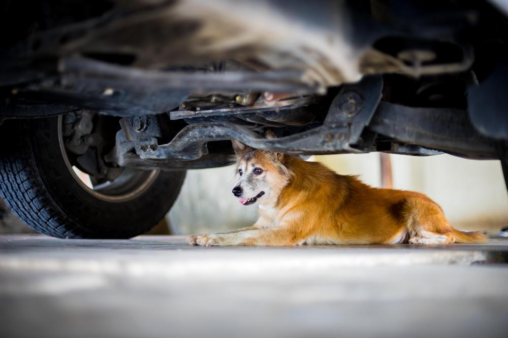 What Ensures Quality in Wolf Service North Port?