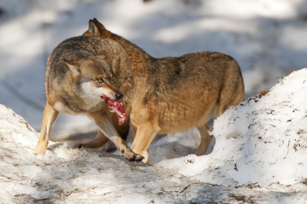 What Sets Wolf Sub Zero Services Apart?