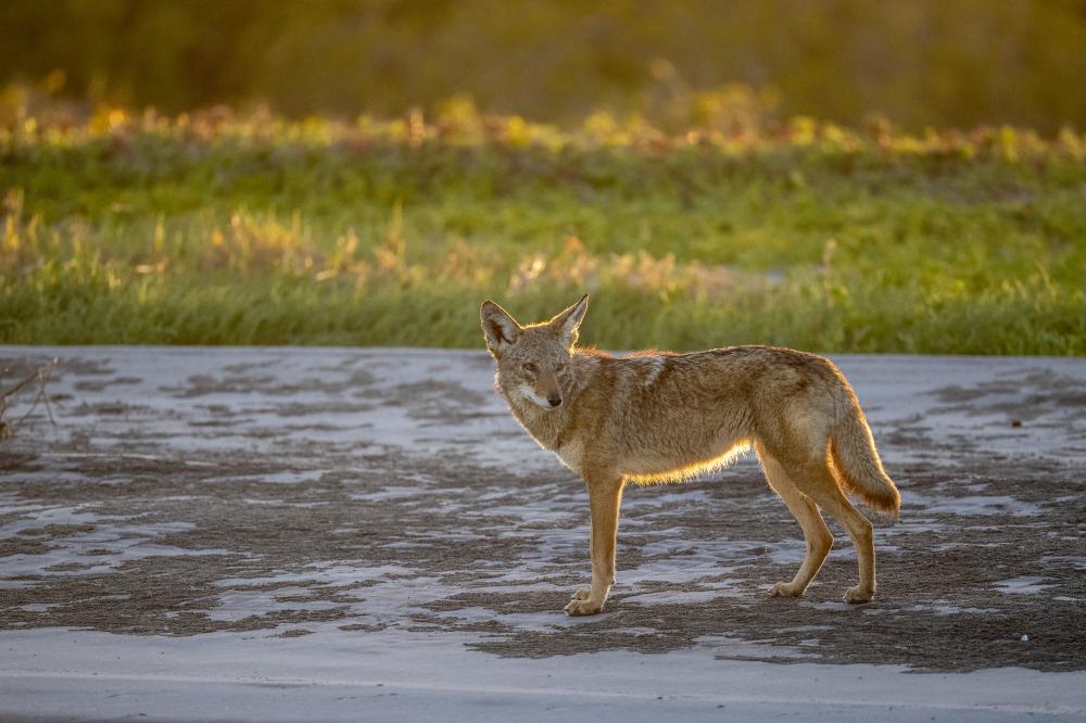 Why Choose Wolf Service Savannah?