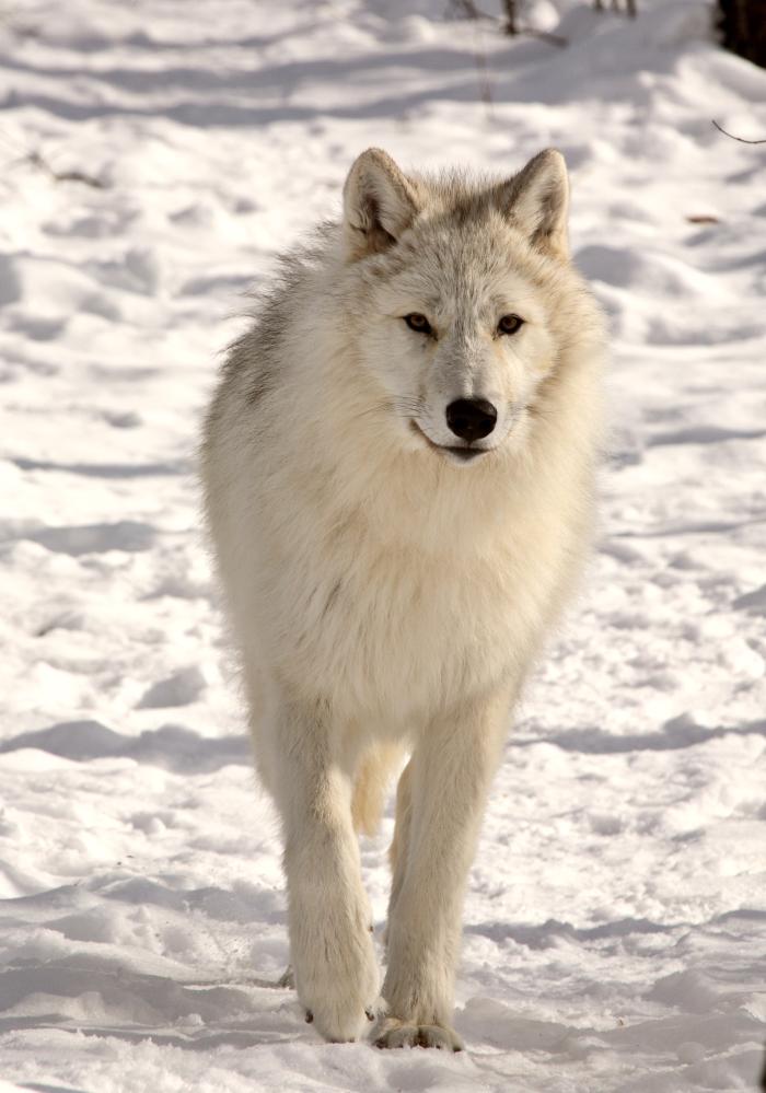 Common Wolf Range Repair Issues in Ontario