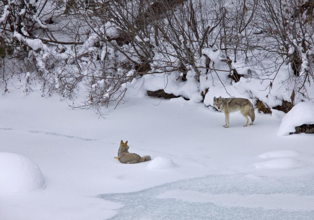 Choosing the Right Technician for Wolf Subzero Service