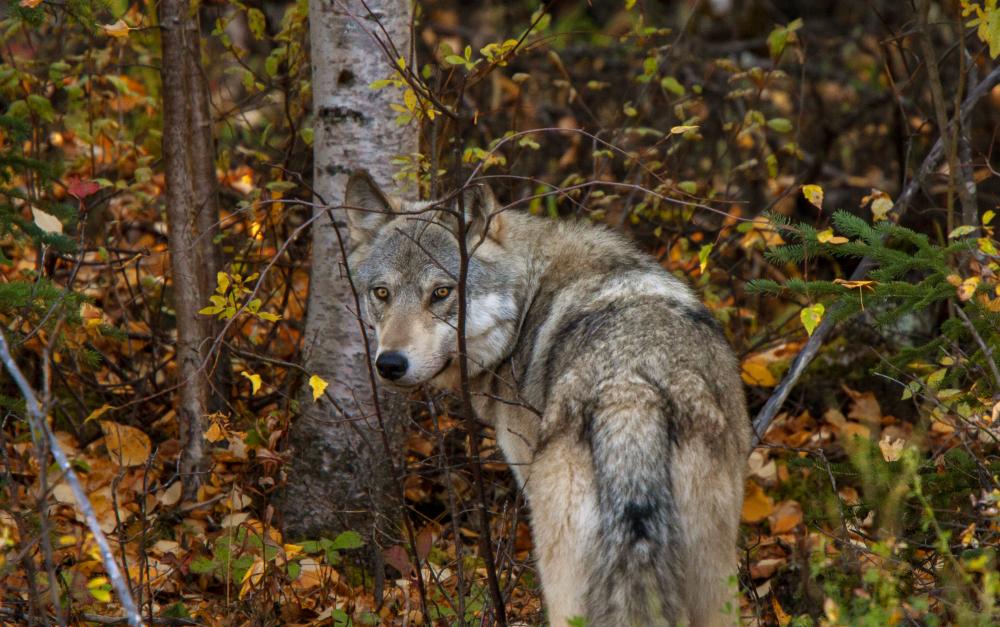 What Qualifies as a Wolf Repair Ontario Emergency?
