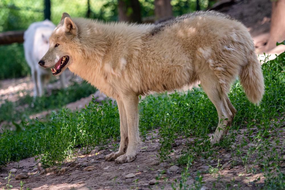 How to Identify Wolf Repair Amarillo Issues