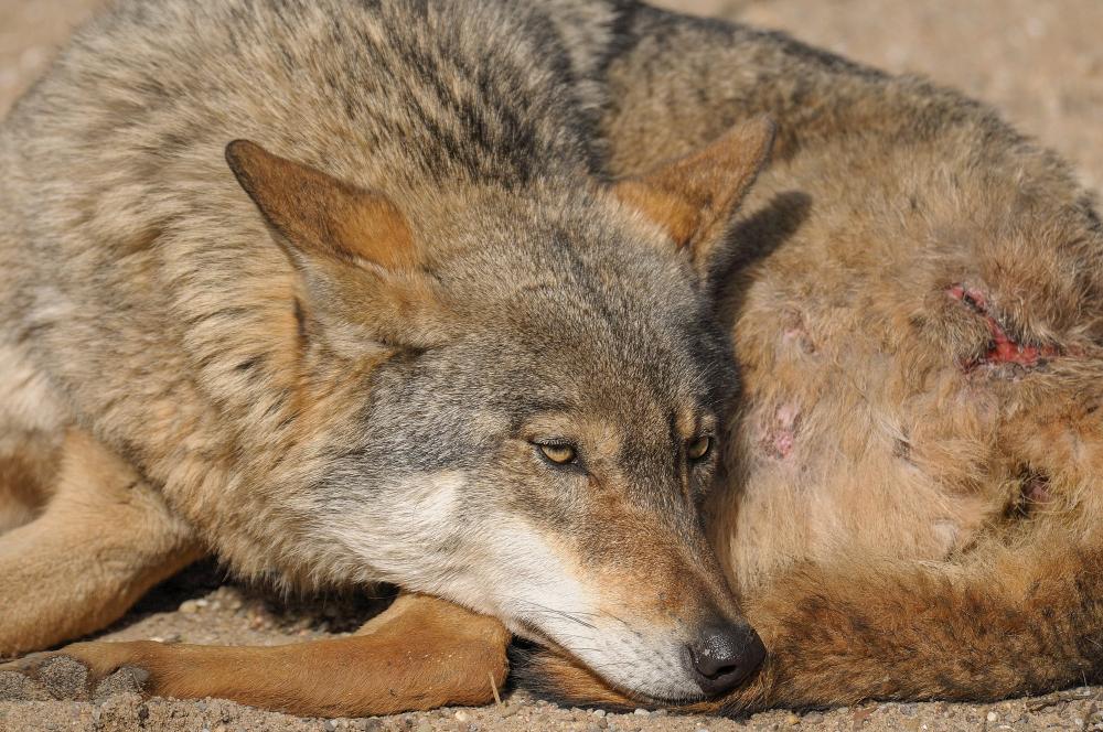 Why Choose Wolf Repair Thornton?