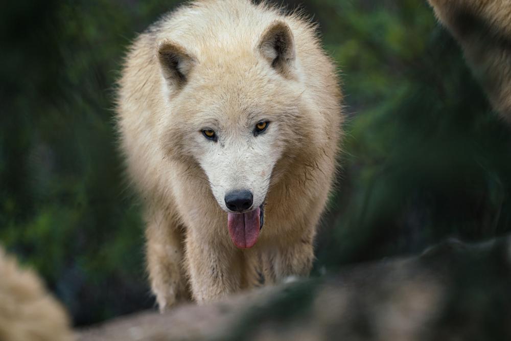 Why Select Wolf Service Elizabeth for Your Repair Needs?