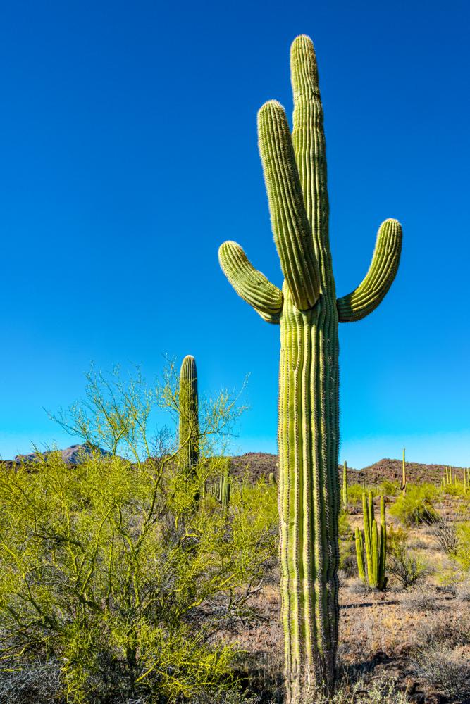 Why Choose Viking Appliance Repair McDowell Mountain Ranch?