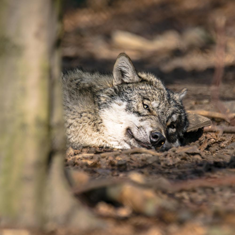 What Qualifies as a Wolf Repair Surprise Emergency?