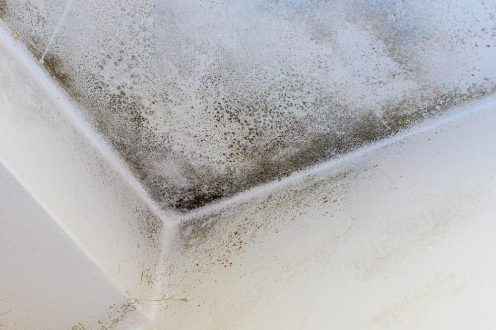 What Qualifies as a Mold Clean Up Cary NC Emergency?