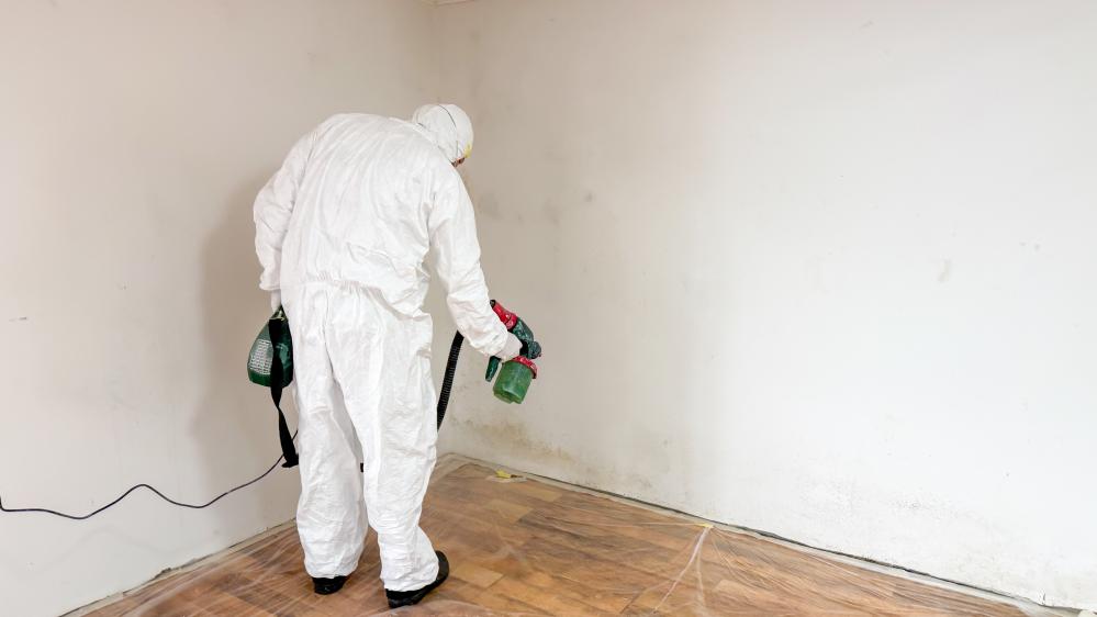 Why Professional Mold Remediation Matters