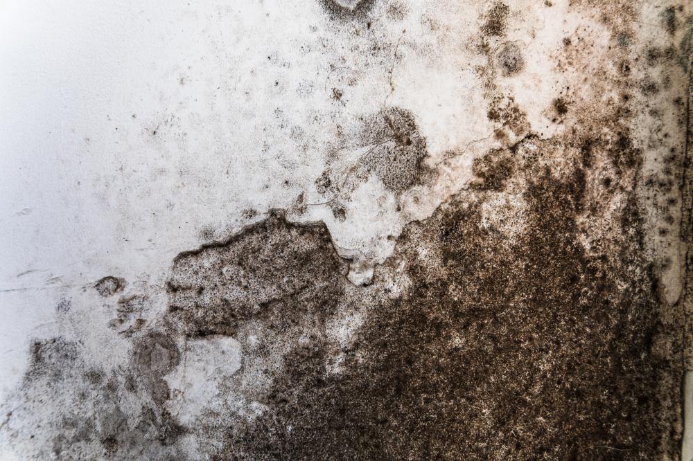 What Qualifies as a Mold Remediation Westchester County Emergency?