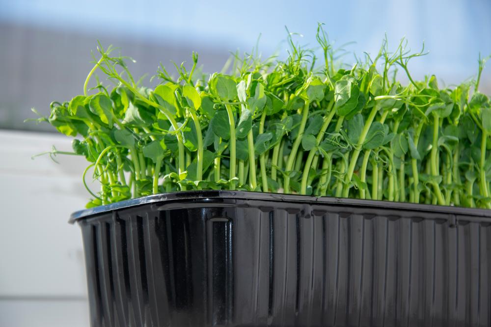 Why Grow Microgreens?