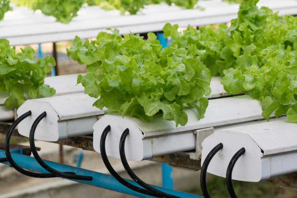 Building Your Hydroponic System