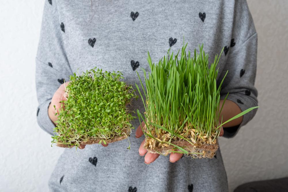 The Joy of Growing Your Own Microgreens