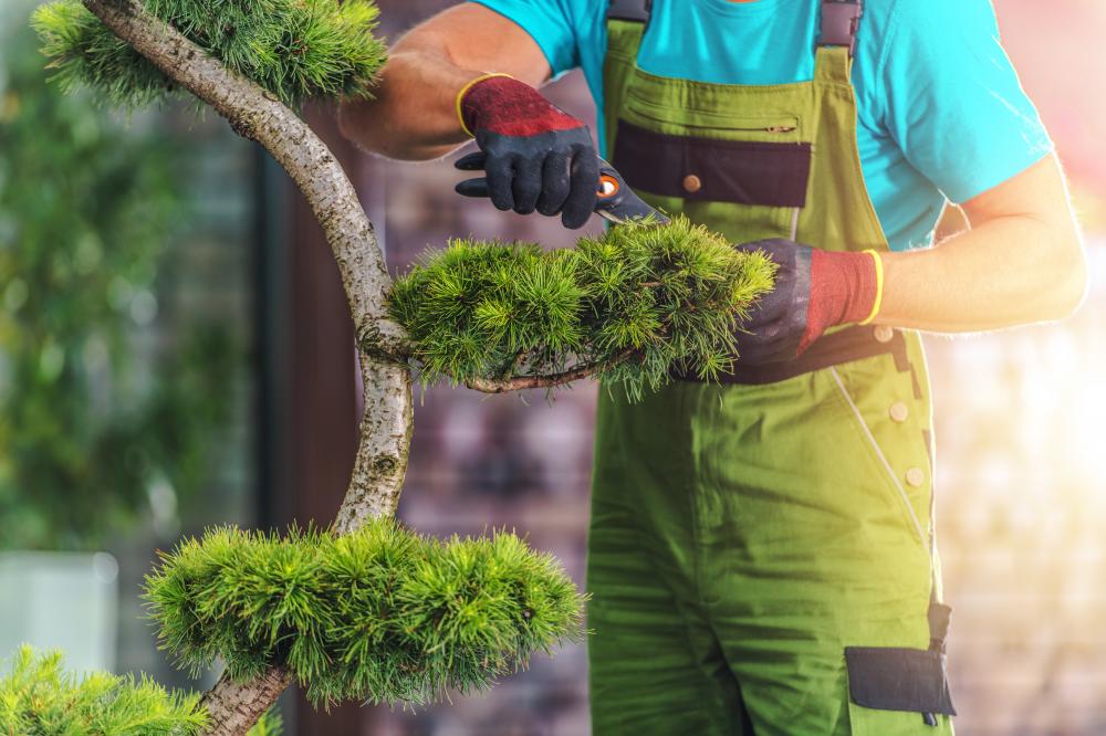 Emergency tree service by Flores Landscaping experts in Shelton WA