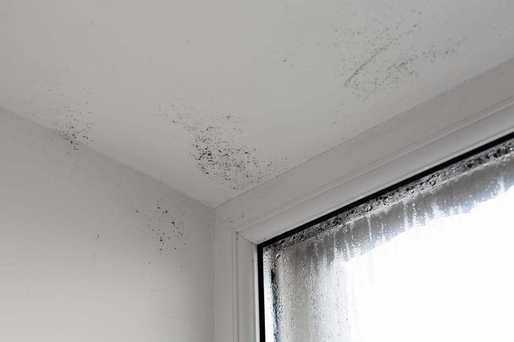 Mold Prevention Tips