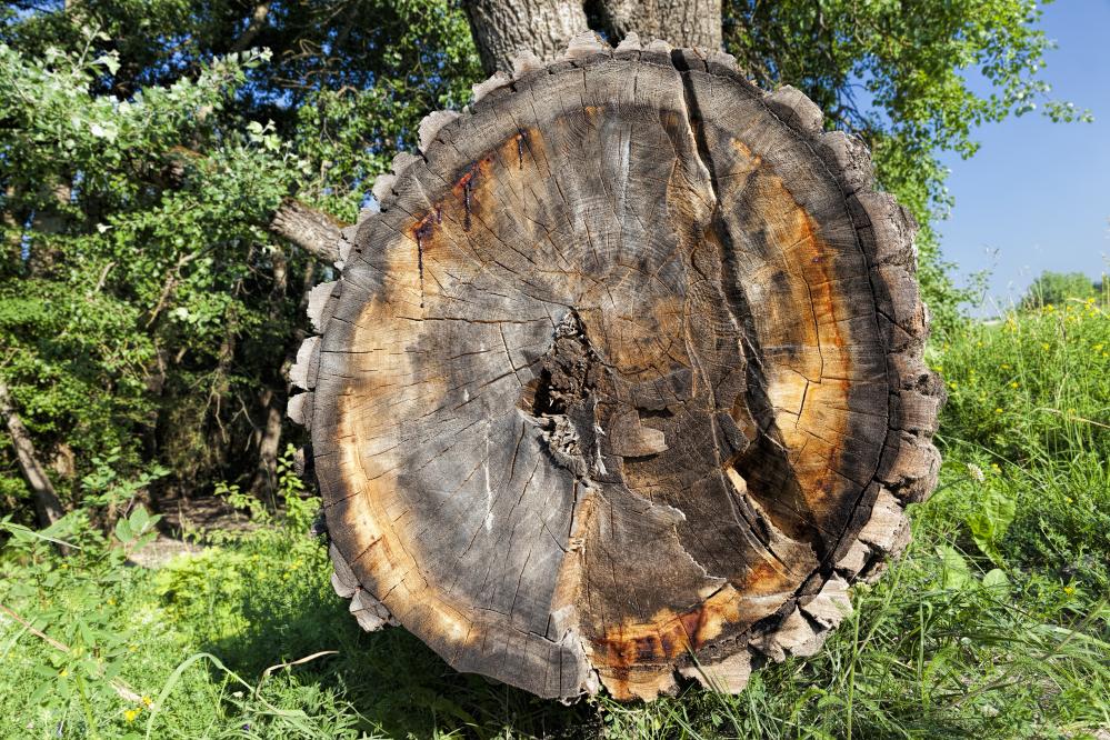 Key Considerations for Tree Care