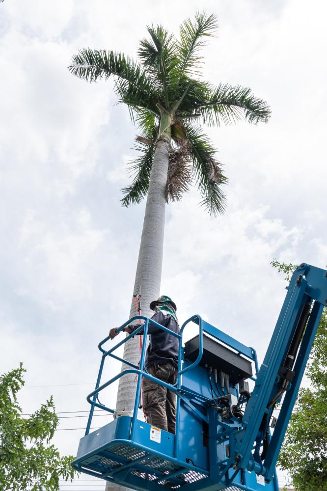 Offering Unique Tree Services in Metro West